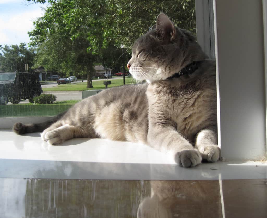 Pierre in Cat Window Sun