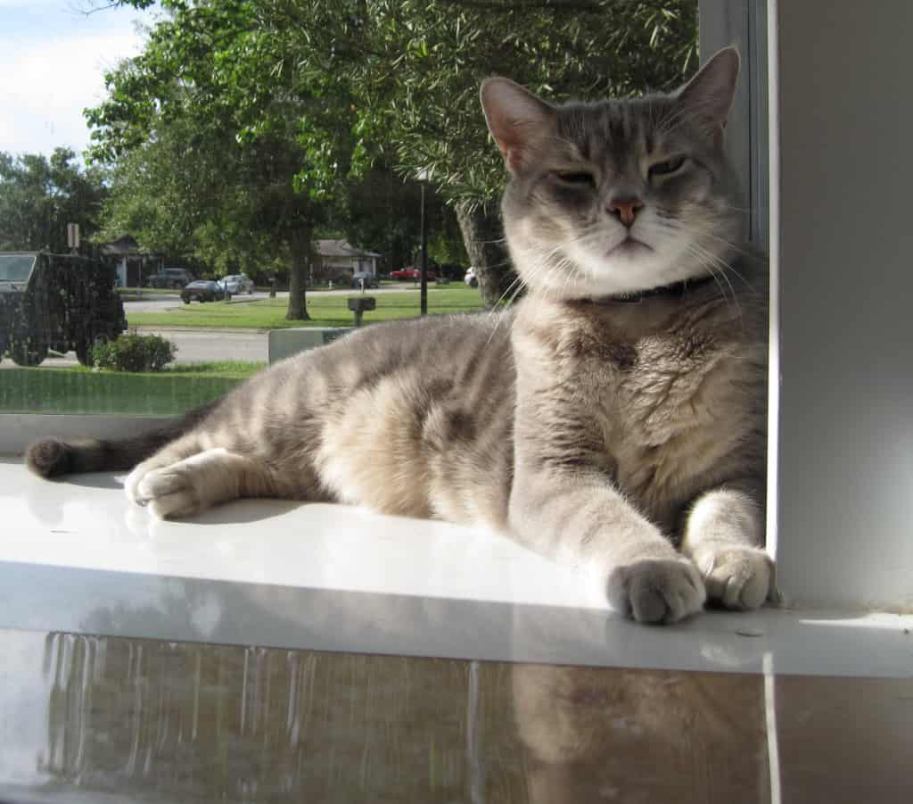 Pierre in Cat Window Sun 2