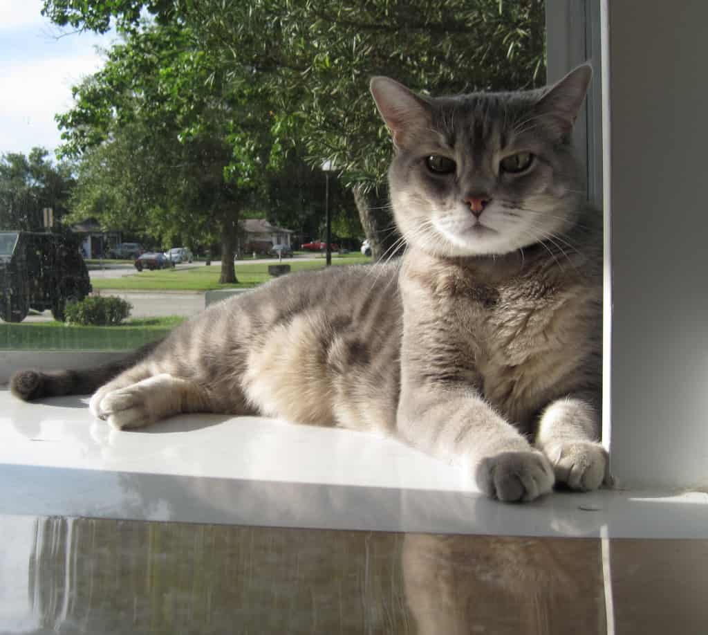 Pierre in Cat Window Sun 3