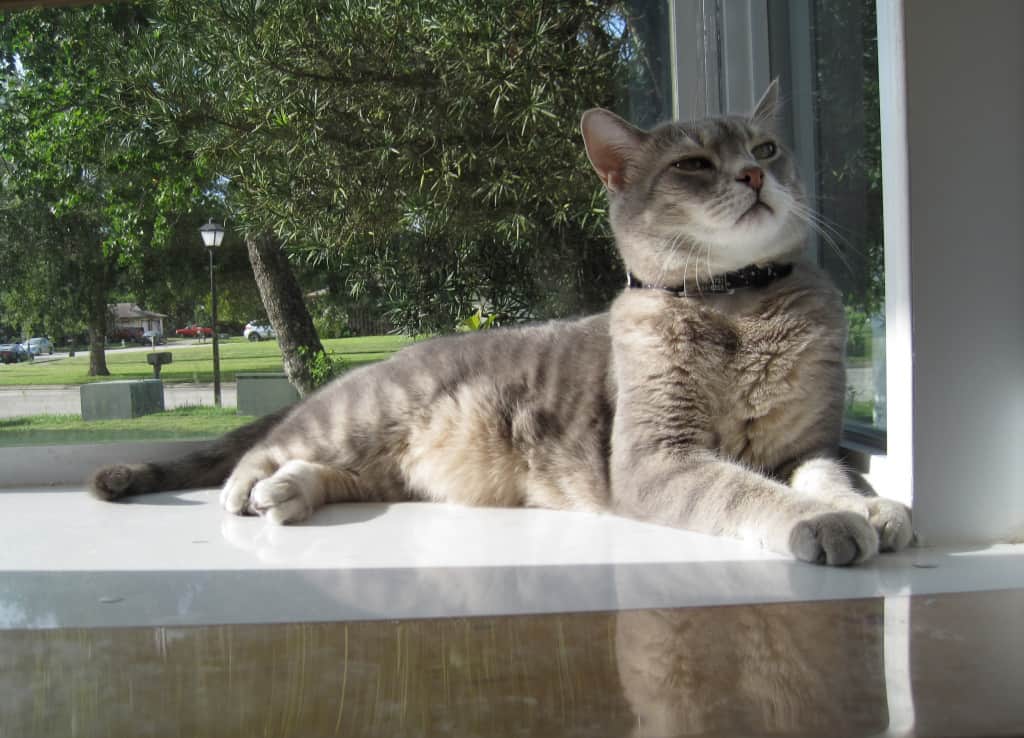 Pierre in Cat Window Sun 4