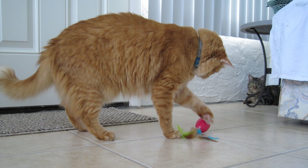 Newton with Egg toy 02