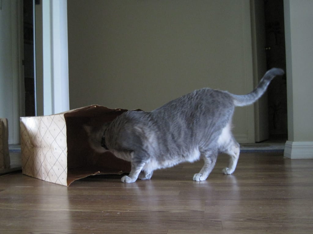 Pierre and Paper Bag 03