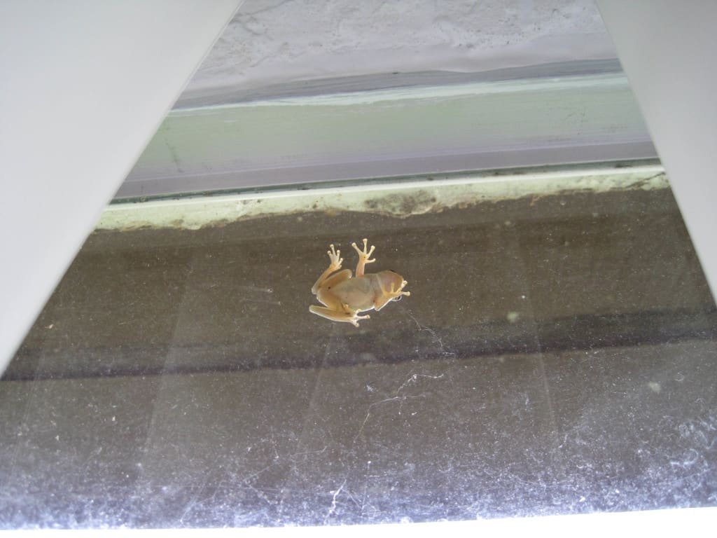 Tree Frog on Window
