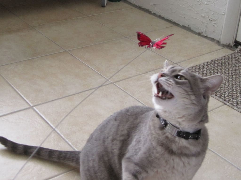 Pierre and Butterfly Toy