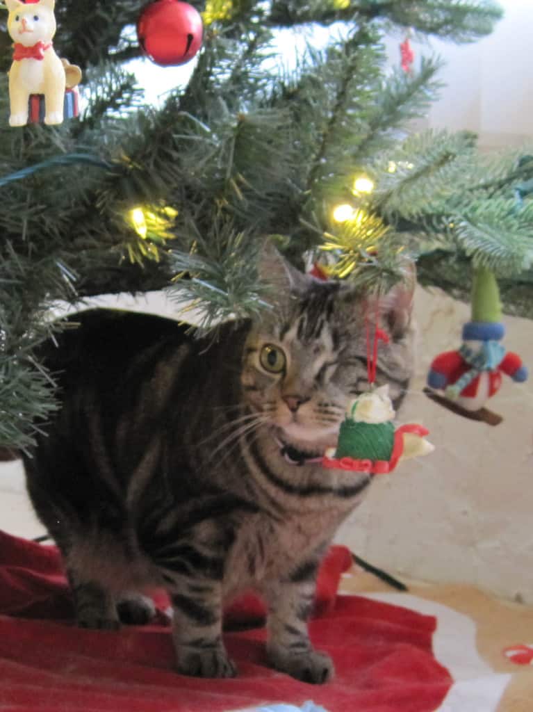 Ashton Under Christmas Tree