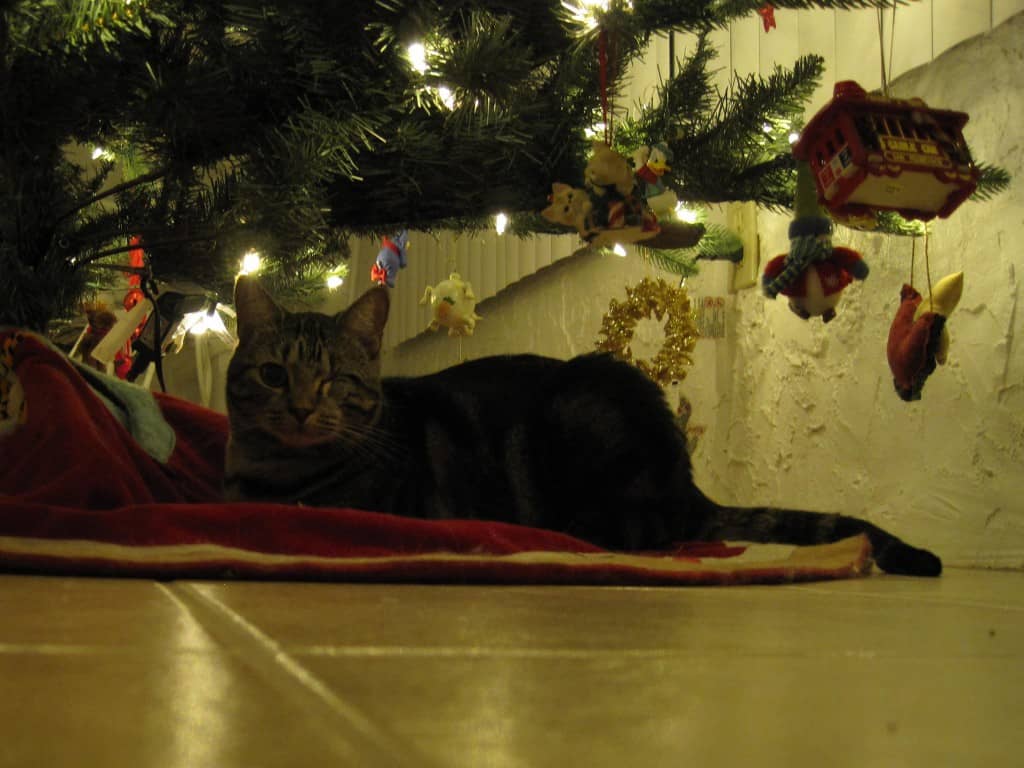 Ashton under the Christmas Tree