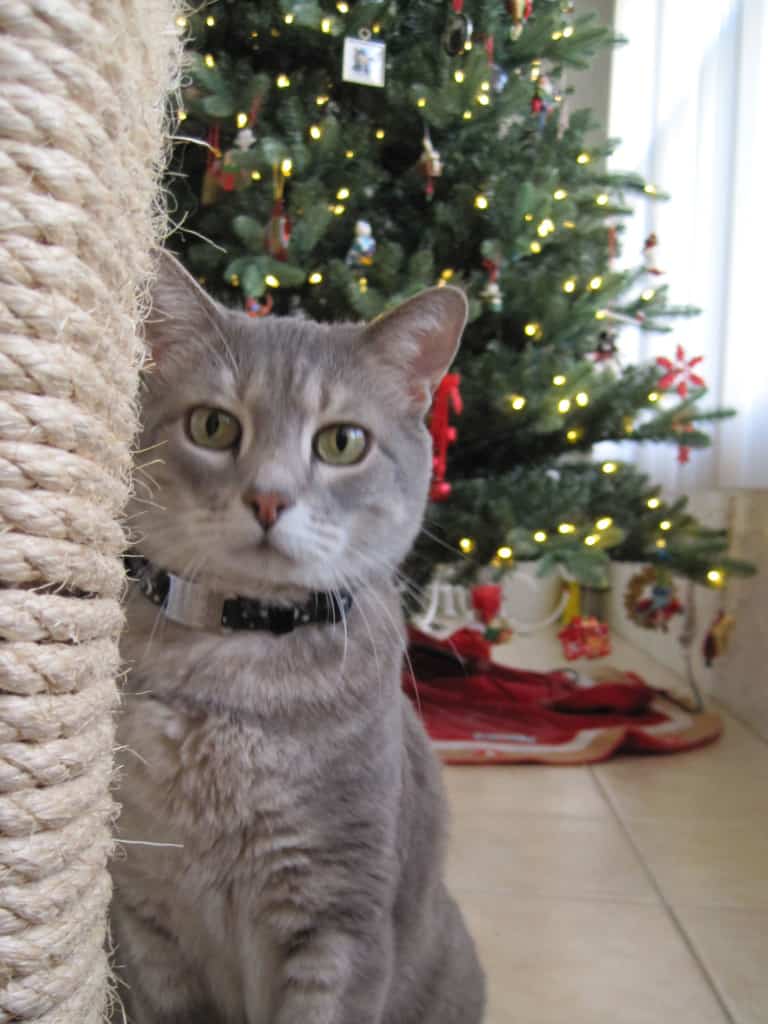 Pierre Cat Tree and Christmas Tree