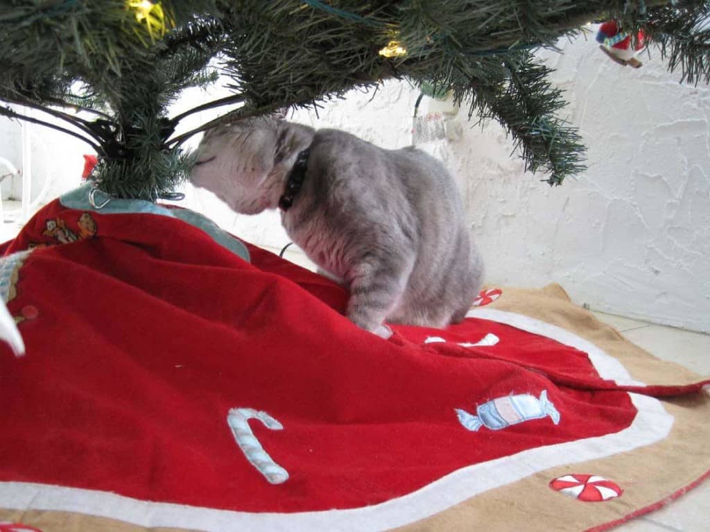 Pierre Explores Under Cat Tree 01
