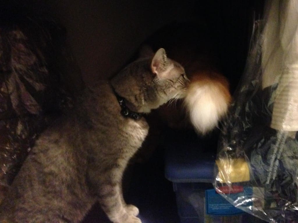Pierre and Newton Tail in Closet