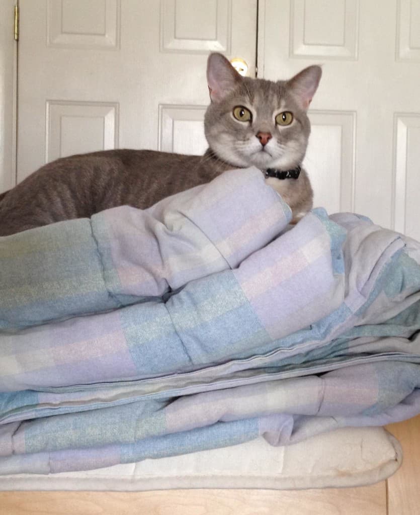 Pierre on folded comforter