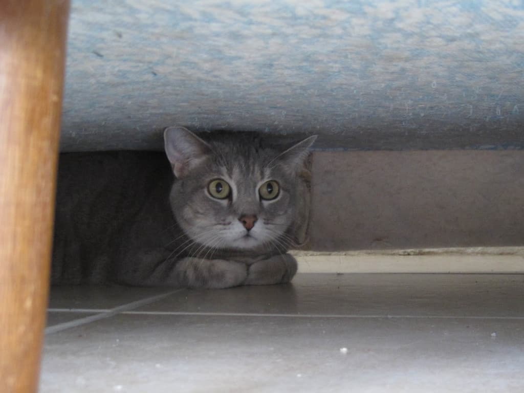 Pierre hides under sofa