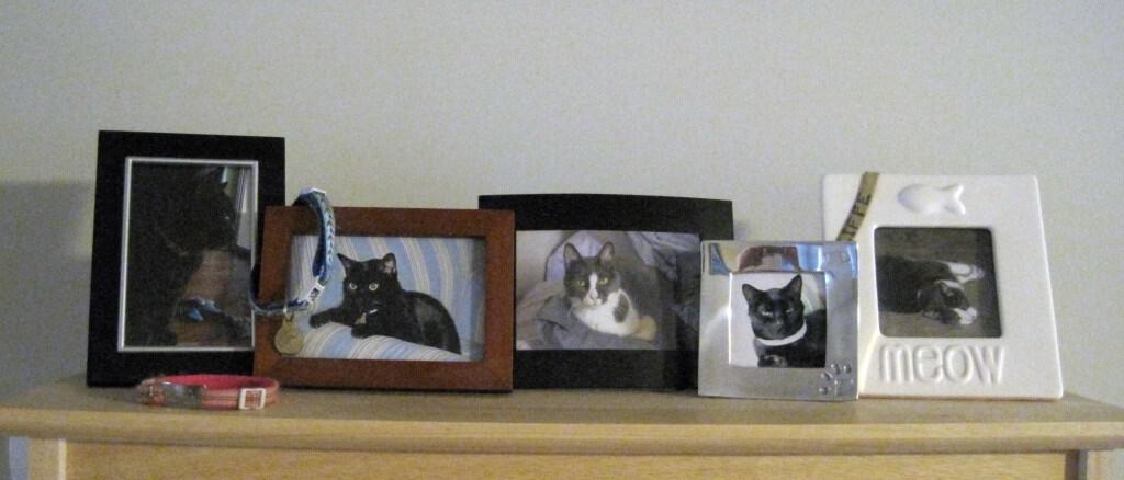 Framed Cat Photos on Shelf
