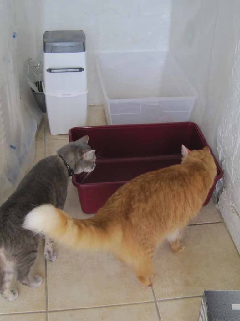 Pierre_and_Newton_look_at_new_litter