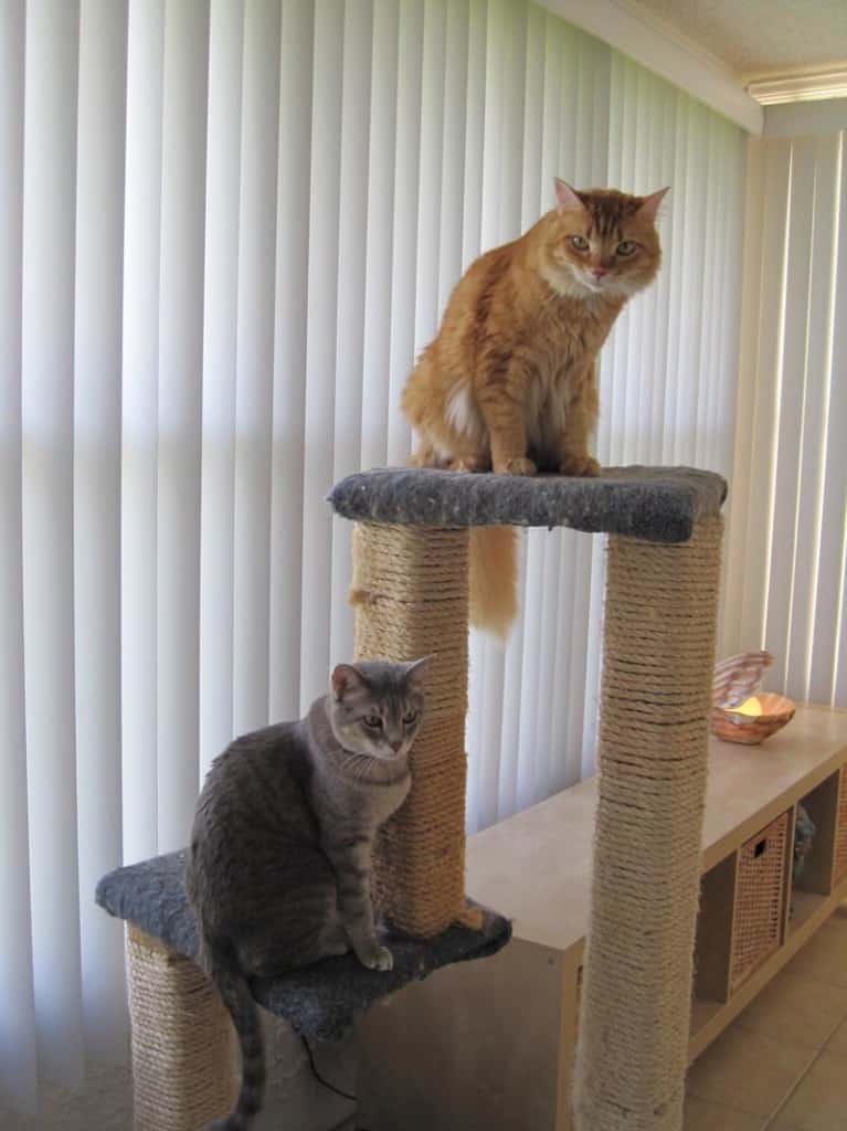 Pierre and Newton on Cat Tree