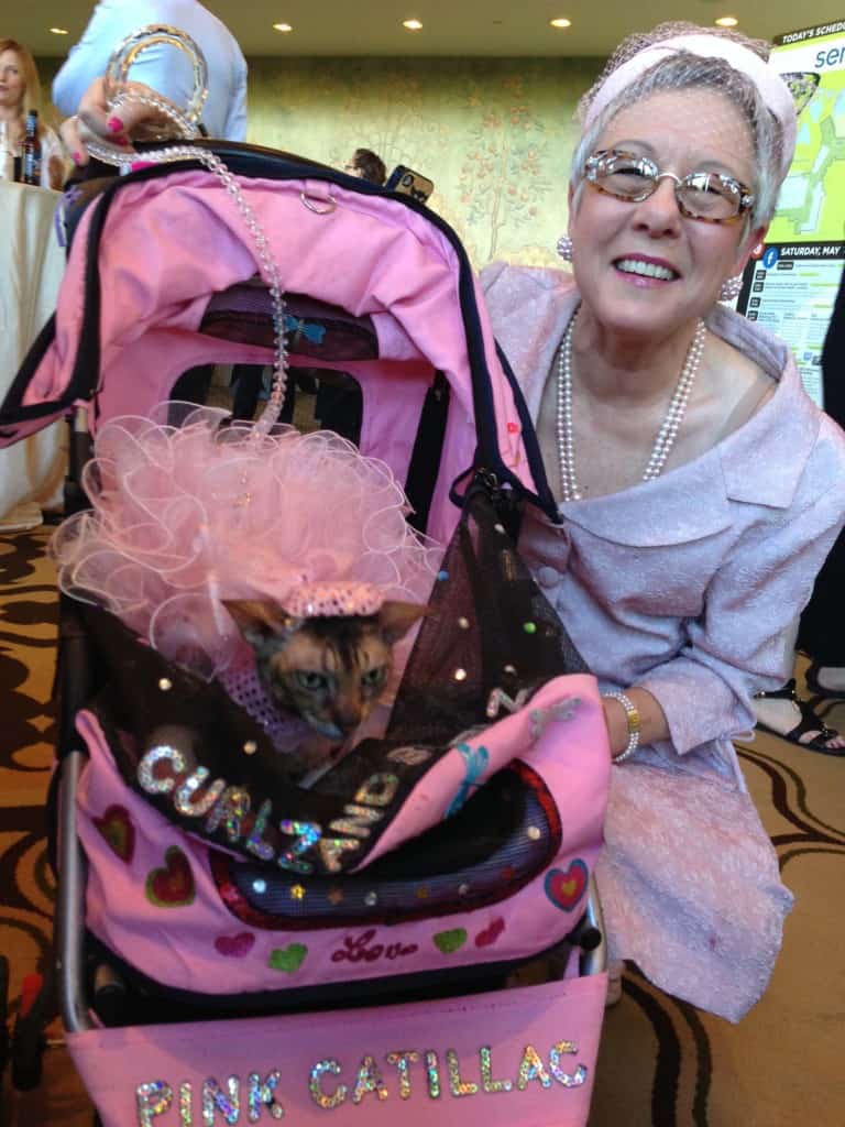 blogpaws_coco_the_couture_cat