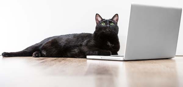 black cat looking up lying near laptop screen on the wooden