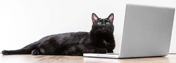 black cat with laptop