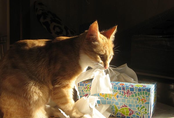 Cat with Tissues