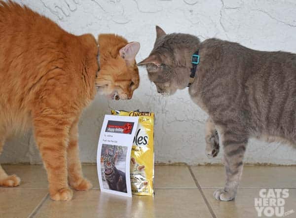 gray tabby cat interrupts orange tabby cat eating from bag