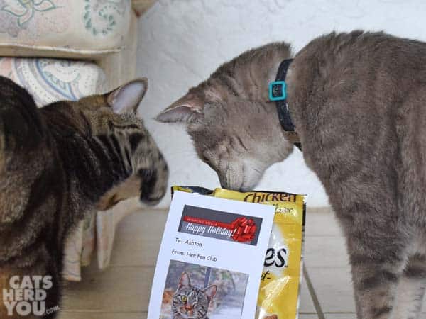brown tabby cat swats gray tabby cat