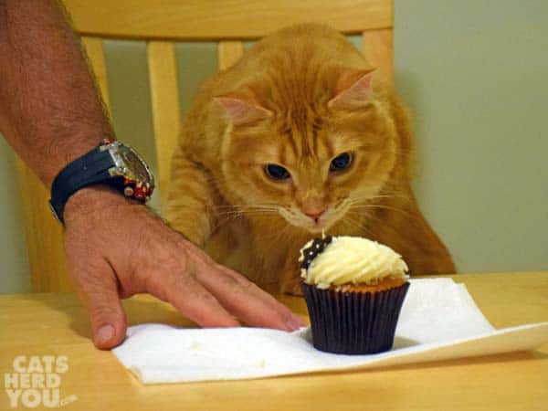 orange tabby cat and cupcake