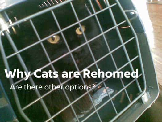 why cats are rehomed
