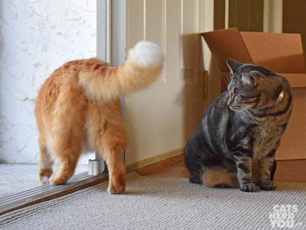 one-eyed brown tabby cat watches orange tabby cat exit