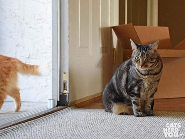 one-eyed brown tabby cat sits by open doorway
