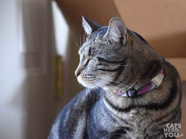 one-eyed brown tabby cat looks toward light source
