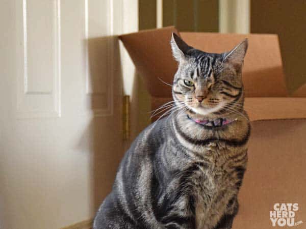 one-eyed brown tabby cat makes a face