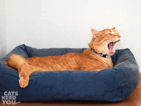 orange tabby cat in blue bed yawns