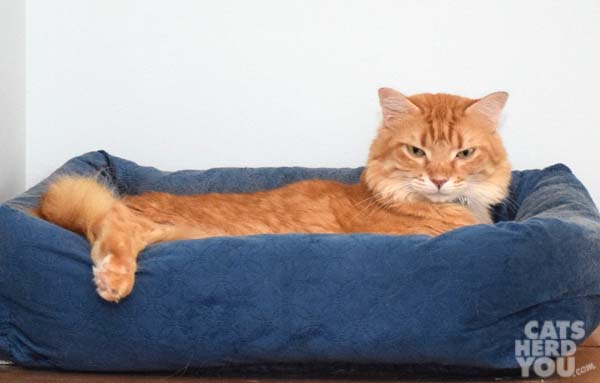 orange tabby cat in blue bed