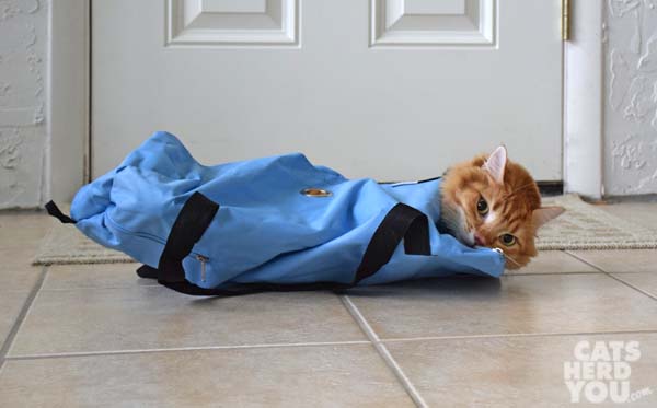 orange tabby cat in buster bag