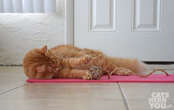 orange tabby cat plays on yoga mat