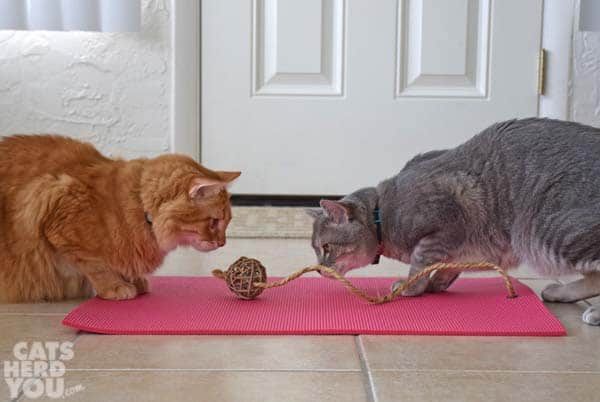 orange tabby cat and gray tabby cat play with feline yogi mat