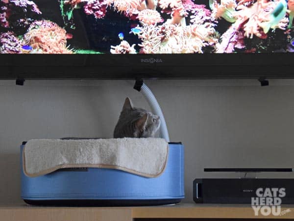 gray tabby cat watches tv from the comfort of his sleepypod