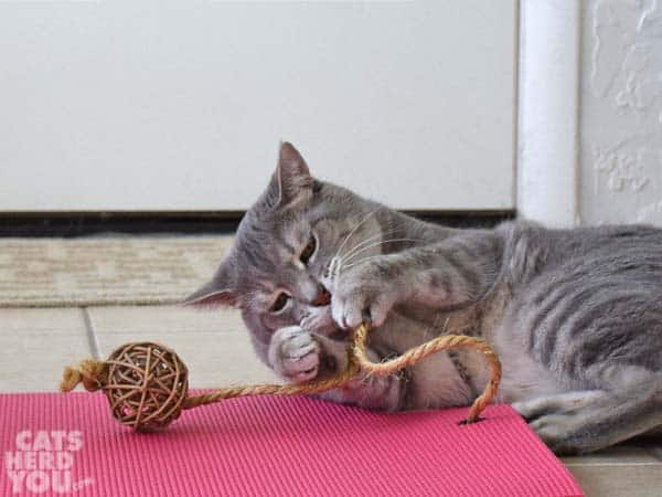 gray tabby cat bites rope