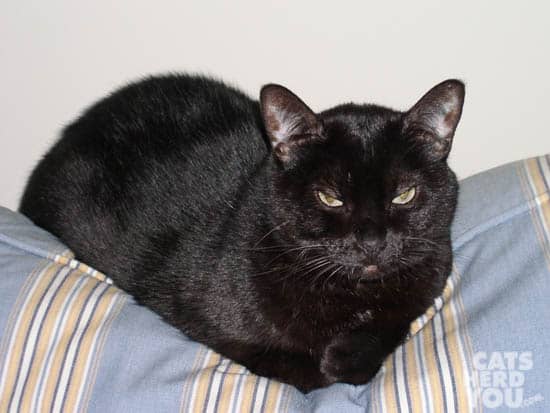 black cat on sofa back