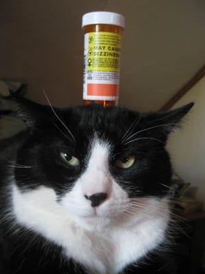 cat with pil bottle on his head