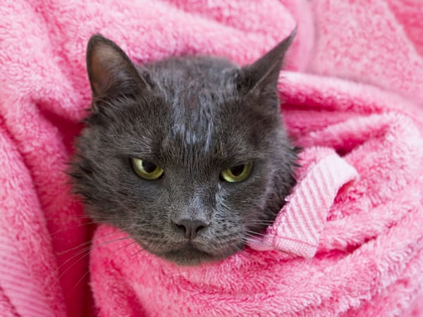 gray cat wrapped in towel