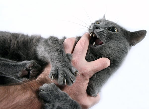 gray cat bites a human hand