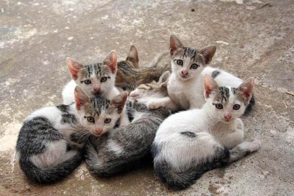 litter of kittens