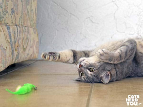 gray tabby cat looks upside down at green worm toy