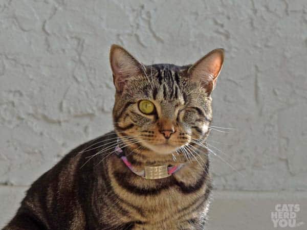 one-eyed brown tabby cat wearing collar and tag