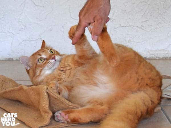 orange tabby cat prepares to defend his tummy from human finger