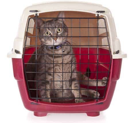 cat closed inside pet carrier. Image credit: depositphotos/Lusoimages