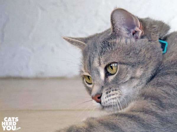 gray tabby cat semiprofile facing left