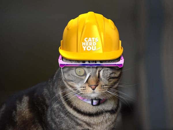 one-eyed brown tabby cat wearing construction hard hat and safety glasses