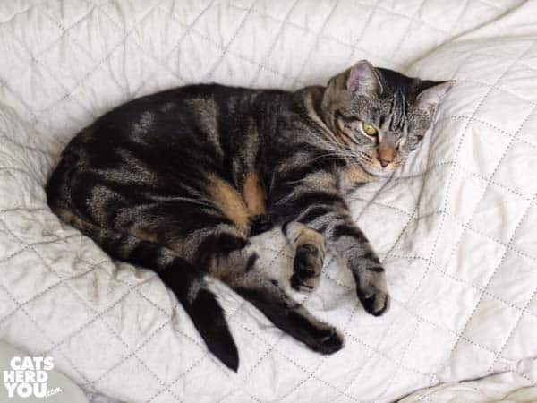 one-eyed brown tabby cat sprawls on sofa