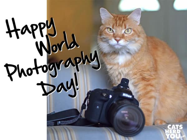 orange tabby cat with camera